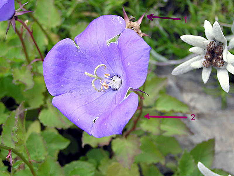 Il genere Campanula sul Forum